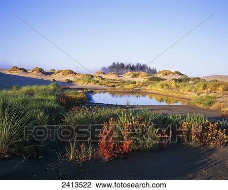 Landscape with a variety of plants, Oregon Dunes National Recreation Area; Lakeside, Oregon, United States of America View Large Photo Image Stock Image - Landscape with a variety of plants, Oregon Dunes National Recreation Area; Lakeside, Oregon, United States of America. Fotosearch