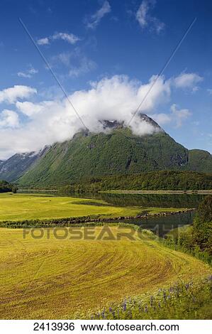 Landscape with yellow fields, tree covered mountains, blue sky and cloud; Andalsnes, Rauma, Norway View Large Photo Image Stock Photograph - Landscape with yellow fields, tree covered mountains, blue sky and cloud; Andalsnes, Rauma, Norway. Fotosearch