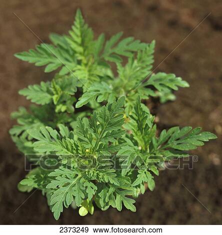 Landwirtschaft Unkrauter Gemeinsam Ragweed Ambrosia Artemisiifolia Aka Niedrig Ragweed Jahrlich Ragweed Jung Betriebe Ontario Canada Stock Foto 2373249 Fotosearch