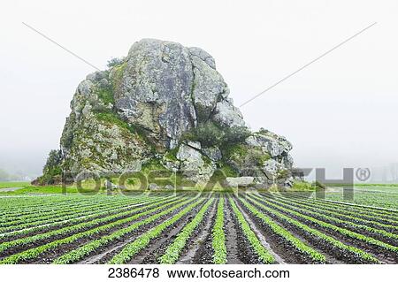 Large rock formation in a farm field; Oregon, United States of America View Large Photo Image Stock Photo - Large rock formation in a farm field; Oregon, United States of America. Fotosearch