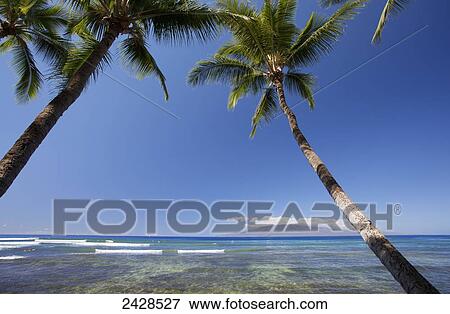Launiupoko shore with palm trees; Maui, Hawaii, United States of America View Large Photo Image Stock Photo - Launiupoko shore with palm trees; Maui, Hawaii, United States of America. Fotosearch