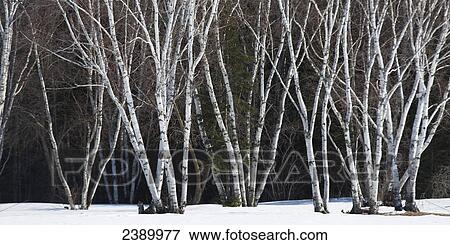 Leafless tree in the snow; Riverton, Manitoba, Canada View Large Photo Image Stock Photo - Leafless tree in the snow; Riverton, Manitoba, Canada. Fotosearch