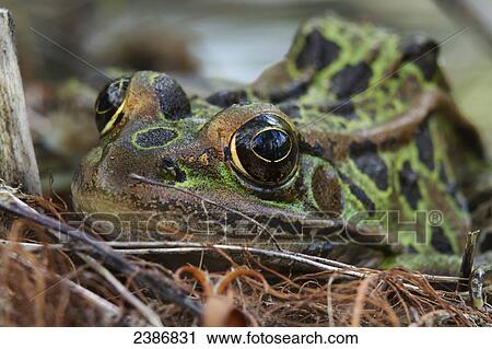 Stock Image - Leopard Frog (Rana pipiens); Les Cedres, Quebec, Canada. Fotosearch