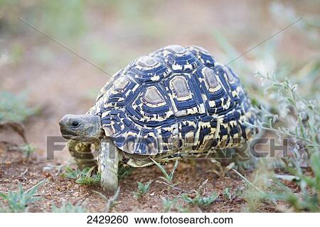 Stock Image - Leopard turtoise (Stigmochelys pardalis) photographed near a road in Kruger Nationa Park; South Africa. Fotosearch