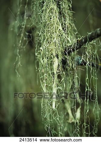 Lichen hangs from a tree; Corvallis, Oregon, United States of America View Large Photo Image Picture - Lichen hangs from a tree; Corvallis, Oregon, United States of America. Fotosearch
