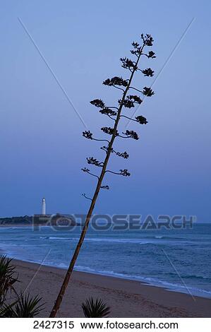 Lighthouse on Cape Trafalgar at twilight; Andalusia, Spain View Large Photo Image Stock Photography - Lighthouse on Cape Trafalgar at twilight; Andalusia, Spain. Fotosearch