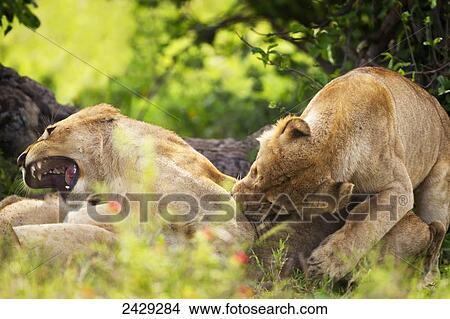Picture - Lioness biting another in a playful, painful manner at the serengeti plains; Tanzania. Fotosearch