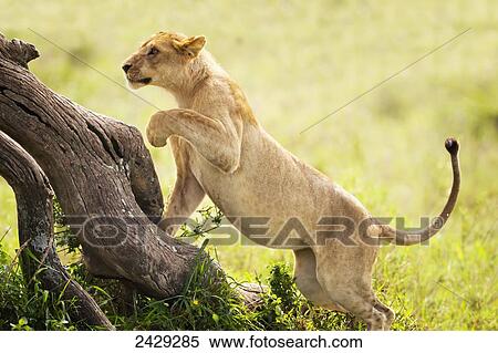 Lioness chasing prey at the serengeti plains; Tanzania View Large Photo Image Stock Photography - Lioness chasing prey at the serengeti plains; Tanzania. Fotosearch