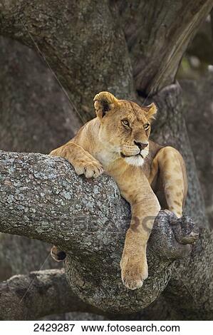 Lioness resting in a tree at the serengeti plains; Tanzania View Large Photo Image Stock Photo - Lioness resting in a tree at the serengeti plains; Tanzania. Fotosearch