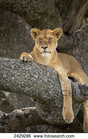 Lioness resting in a tree at the serengeti plains; Tanzania View Large Photo Image Stock Photograph - Lioness resting in a tree at the serengeti plains; Tanzania. Fotosearch