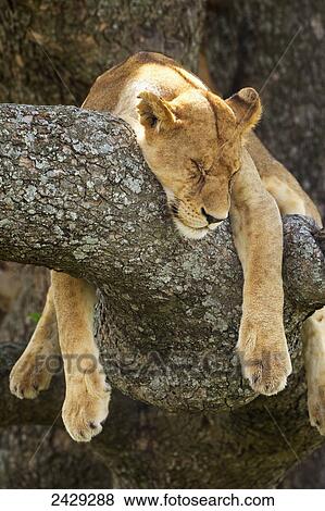 Stock Photo - Lioness sleeping in a tree at the serengeti plains; Tanzania. Fotosearch