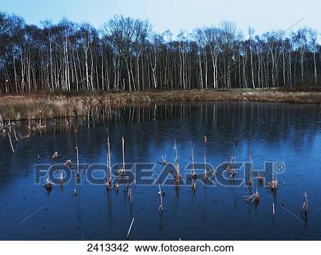 Littleworth Common pond; Surrey, England View Large Photo Image Stock Image - Littleworth Common pond; Surrey, England. Fotosearch