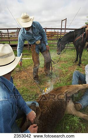 Livestock - A beef calf being branded with a fire brand in a corral while being held down by two cowboys / near Childress, Texas, USA. View Large Photo Image Stock Image - Livestock - A beef calf being branded with a fire brand in a corral while being held down by two cowboys / near Childress, Texas, USA.. Fotosearch