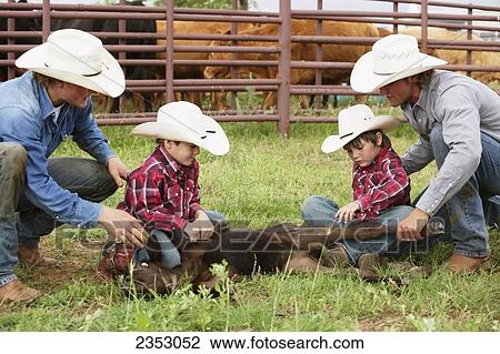 Livestock - A couple cowboys teaching two young boys how to hold down a beef calf in a traditional manner so it can be vaccinated and branded / near Childress, Texas, USA. View Large Photo Image Stock Image - Livestock - A couple cowboys teaching two young boys how to hold down a beef calf in a traditional manner so it can be vaccinated and branded / near Childress, Texas, USA.. Fotosearch