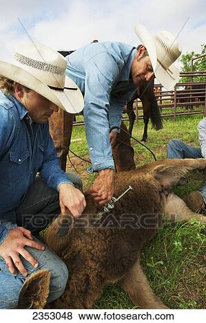 Livestock - A cowboy inoculates a beef calf with a syringe while two other cowboys hold the calf down during branding operations / near Childress, Texas, USA. View Large Photo Image Stock Photo - Livestock - A cowboy inoculates a beef calf with a syringe while two other cowboys hold the calf down during branding operations / near Childress, Texas, USA.. Fotosearch