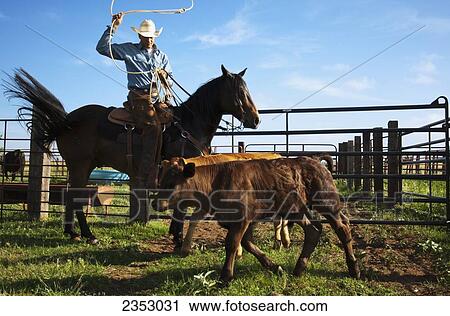 Livestock - A cowboy on horseback roping beef calves in a corral during branding operations / near Childress, Texas, USA. View Large Photo Image Stock Image - Livestock - A cowboy on horseback roping beef calves in a corral during branding operations / near Childress, Texas, USA.. Fotosearch