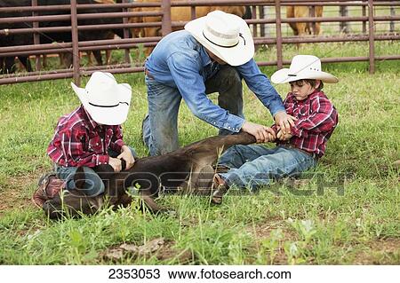 Livestock - A cowboy teaching two young boys how to hold down a beef calf in a traditional manner so it can be vaccinated and branded / near Childress, Texas, USA. View Large Photo Image Stock Image - Livestock - A cowboy teaching two young boys how to hold down a beef calf in a traditional manner so it can be vaccinated and branded / near Childress, Texas, USA.. Fotosearch