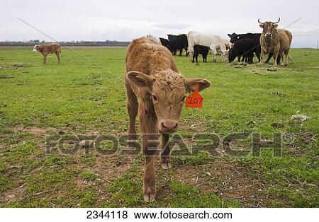 Livestock - A Crossbred beef calf on a green pasture / near Corning, Tehama County, Northern California, USA. View Large Photo Image Stock Photo - Livestock - A Crossbred beef calf on a green pasture / near Corning, Tehama County, Northern California, USA.. Fotosearch