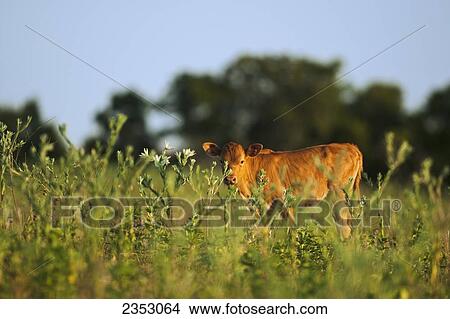 Livestock - A Crossbred beef calf standing in a weed patch on a Texas rangeland / near Dodd City, Texas, USA. View Large Photo Image Picture - Livestock - A Crossbred beef calf standing in a weed patch on a Texas rangeland / near Dodd City, Texas, USA.. Fotosearch