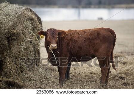 Livestock - A Crossbred yearling beef calf feeding on hay from a round hay bale / near Dodd City, Texas, USA. View Large Photo Image Stock Photograph - Livestock - A Crossbred yearling beef calf feeding on hay from a round hay bale / near Dodd City, Texas, USA.. Fotosearch