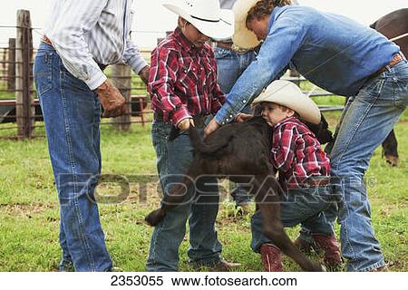 Stock Photography - Livestock - A group of cowboys teaching two young boys how to throw a beef calf to the ground so it can be vaccinated and branded / near Childress, Texas, USA.. Fotosearch