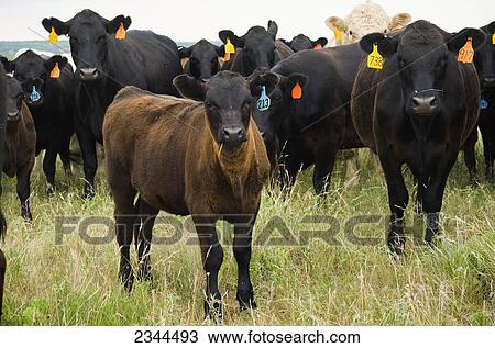 Stock Image - Livestock - A herd of Black Angus beef cattle with a calf in the foreground / Jacksboro, Texas, USA. Fotosearch