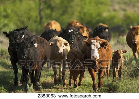 Livestock - A herd of Crossbred beef cattle walking through a Texas rangeland / near Childress, Texas, USA. View Large Photo Image Stock Image - Livestock - A herd of Crossbred beef cattle walking through a Texas rangeland / near Childress, Texas, USA.. Fotosearch
