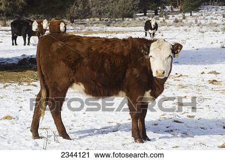Stock Image - Livestock - A Hereford beef cow on a snow covered pasture in winter / near Macdoel, Northern California, USA.. Fotosearch
