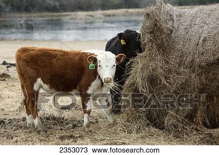 Livestock - A Hereford yearling beef calf feeding on hay from a round hay bale / near Dodd City, Texas, USA. View Large Photo Image Stock Image - Livestock - A Hereford yearling beef calf feeding on hay from a round hay bale / near Dodd City, Texas, USA.. Fotosearch