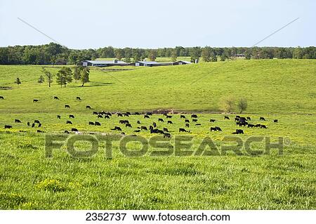 Stock Photo - Livestock - Beef cattle, mostly Black Angus, graze on a healthy green pasture on a cattle-poultry farm. Poultry houses in the background are used to raise turkeys. Litter from the poultry houses is spread on the pasture as fertilizer, in accordance with s. Fotosearch