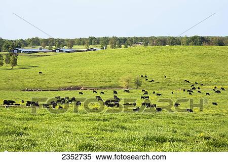 Livestock - Beef cattle, mostly Black Angus, graze on a healthy green pasture on a cattle-poultry farm. Poultry houses in the background are used to raise turkeys. Litter from the poultry houses is spread on the pasture as fertilizer, in accordance with s View Large Photo Image Stock Photography - Livestock - Beef cattle, mostly Black Angus, graze on a healthy green pasture on a cattle-poultry farm. Poultry houses in the background are used to raise turkeys. Litter from the poultry houses is spread on the pasture as fertilizer, in accordance with s. Fotosearch