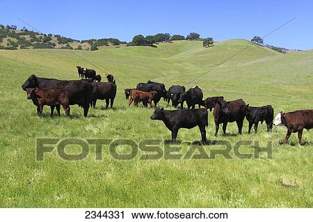 Stock Image - Livestock - Black Angus and Black Baldie beef cattle on a hilly green pasture / California, USA.. Fotosearch