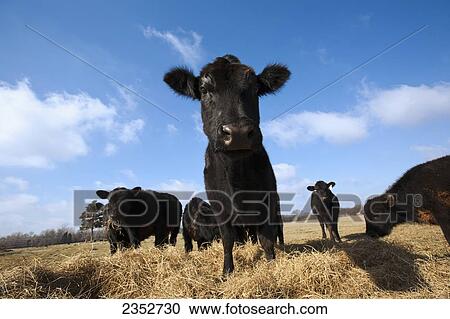 Stock Image - Livestock - Black Angus beef cattle feeding on hay on a dry, cold winter pasture / Arkansas, USA.. Fotosearch
