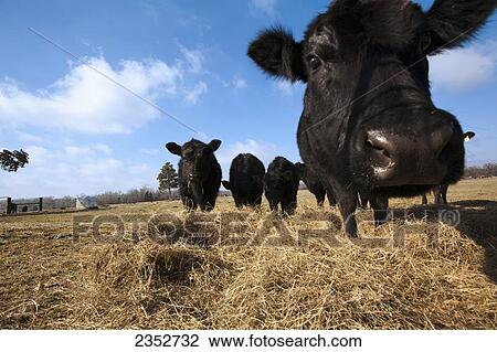 Stock Image - Livestock - Black Angus beef cattle feeding on hay on a dry, cold winter pasture / Arkansas, USA.. Fotosearch