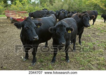 Stock Photo - Livestock - Black Angus beef cattle / near Warwick, Rhode Island, USA.. Fotosearch
