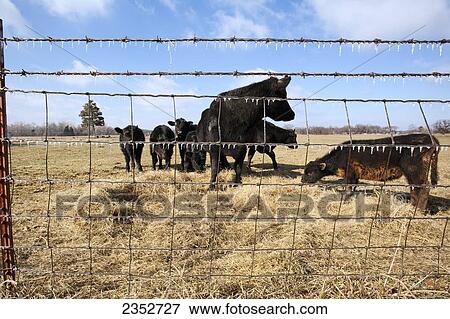 Livestock - Black Angus beef cattle feed on hay on a dry, cold winter pasture through a fence with icicles hanging from it / Arkansas, USA. View Large Photo Image Stock Photo - Livestock - Black Angus beef cattle feed on hay on a dry, cold winter pasture through a fence with icicles hanging from it / Arkansas, USA.. Fotosearch