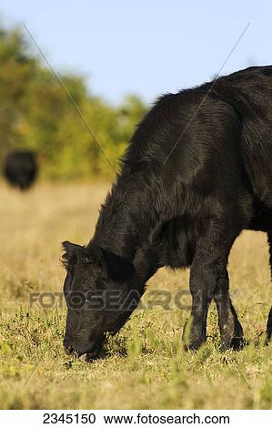 Livestock - Black Angus beef heifer grazing on a dry pasture / Dodd City, Texas, USA. View Large Photo Image Stock Image - Livestock - Black Angus beef heifer grazing on a dry pasture / Dodd City, Texas, USA.. Fotosearch
