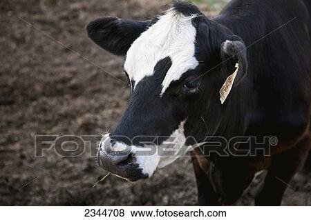 Livestock - Closeup of a Black Baldie beef cow / New York, USA. View Large Photo Image Stock Photo - Livestock - Closeup of a Black Baldie beef cow / New York, USA.. Fotosearch