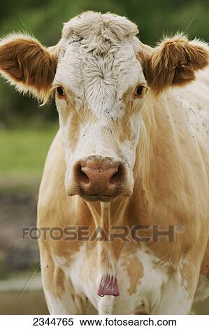 Stock Photography - Livestock - Closeup of a Crossbred beef cow / Manitoba, Canada.. Fotosearch