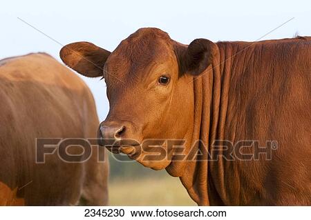 Stock Image - Livestock - Closeup of a Limousin beef heifer / Dodd City, Texas, USA.. Fotosearch