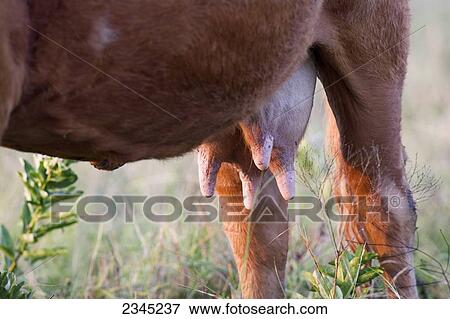 Livestock - Closeup of a Limousin beef cow udder / Dodd City, Texas, USA. View Large Photo Image Stock Photo - Livestock - Closeup of a Limousin beef cow udder / Dodd City, Texas, USA.. Fotosearch