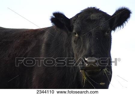 Livestock - Closeup of an Angus beef cow / near Flournoy, Tehama County, Northern California, USA. View Large Photo Image Stock Image - Livestock - Closeup of an Angus beef cow / near Flournoy, Tehama County, Northern California, USA.. Fotosearch
