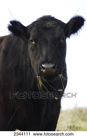 Livestock - Closeup of an Angus beef cow / near Flournoy, Tehama County, Northern California, USA. View Large Photo Image Stock Image - Livestock - Closeup of an Angus beef cow / near Flournoy, Tehama County, Northern California, USA.. Fotosearch