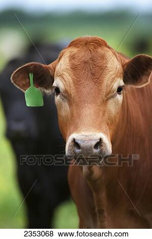Livestock - Closeup of Crossbred beef stocker cattle / near Paris, Texas, USA. View Large Photo Image Stock Photo - Livestock - Closeup of Crossbred beef stocker cattle / near Paris, Texas, USA.. Fotosearch