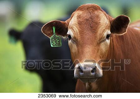 Stock Photo - Livestock - Closeup of Crossbred beef stocker cattle / near Paris, Texas, USA.. Fotosearch