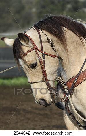 Stock Image - Livestock - Closeup portrait of a horse with full Western riding tack / near Winters, California, USA.. Fotosearch