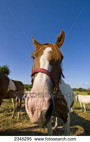 Livestock - Closeup wide angle view of a horse / Childress, Texas, USA. View Large Photo Image Stock Photography - Livestock - Closeup wide angle view of a horse / Childress, Texas, USA.. Fotosearch
