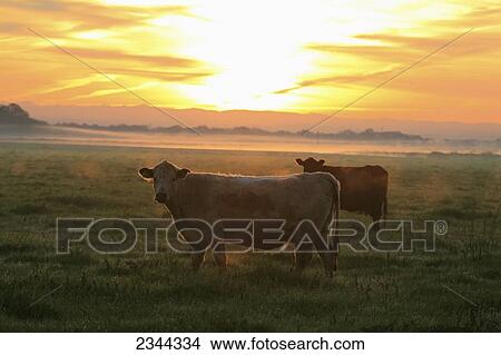 Livestock - Crossbred beef cattle on a green pasture at sunrise / near Thornton, California, USA. View Large Photo Image Picture - Livestock - Crossbred beef cattle on a green pasture at sunrise / near Thornton, California, USA.. Fotosearch