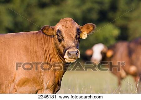 Livestock -Crossbred beef cows on a native prairie pasture / Childress, Texas, USA. View Large Photo Image Stock Image - Livestock -Crossbred beef cows on a native prairie pasture / Childress, Texas, USA.. Fotosearch