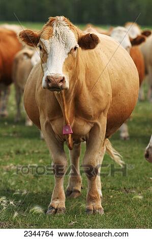 Picture - Livestock - Front view of a Crossbred beef cow on a green pasture / Manitoba, Canada.. Fotosearch